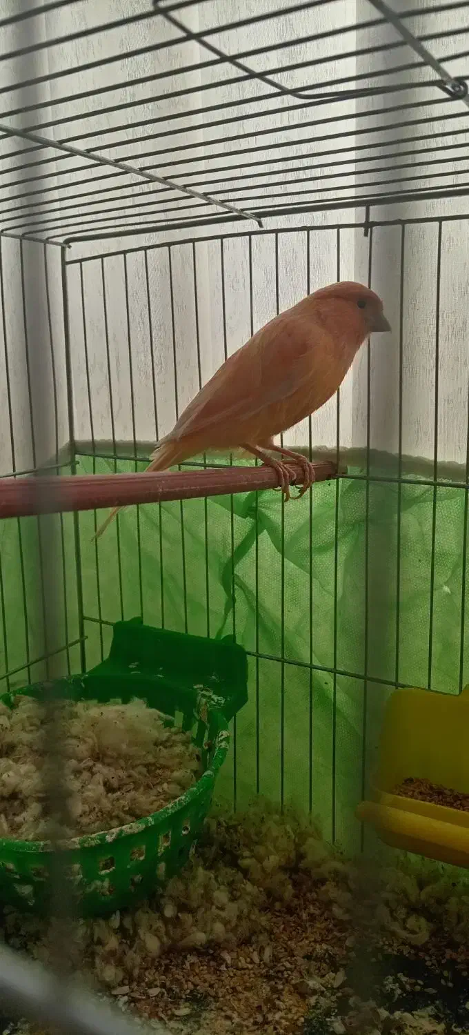 نر وماده سرخ فروشی|پرنده|تربت‌حیدریه, پائین ولایت|دیوار