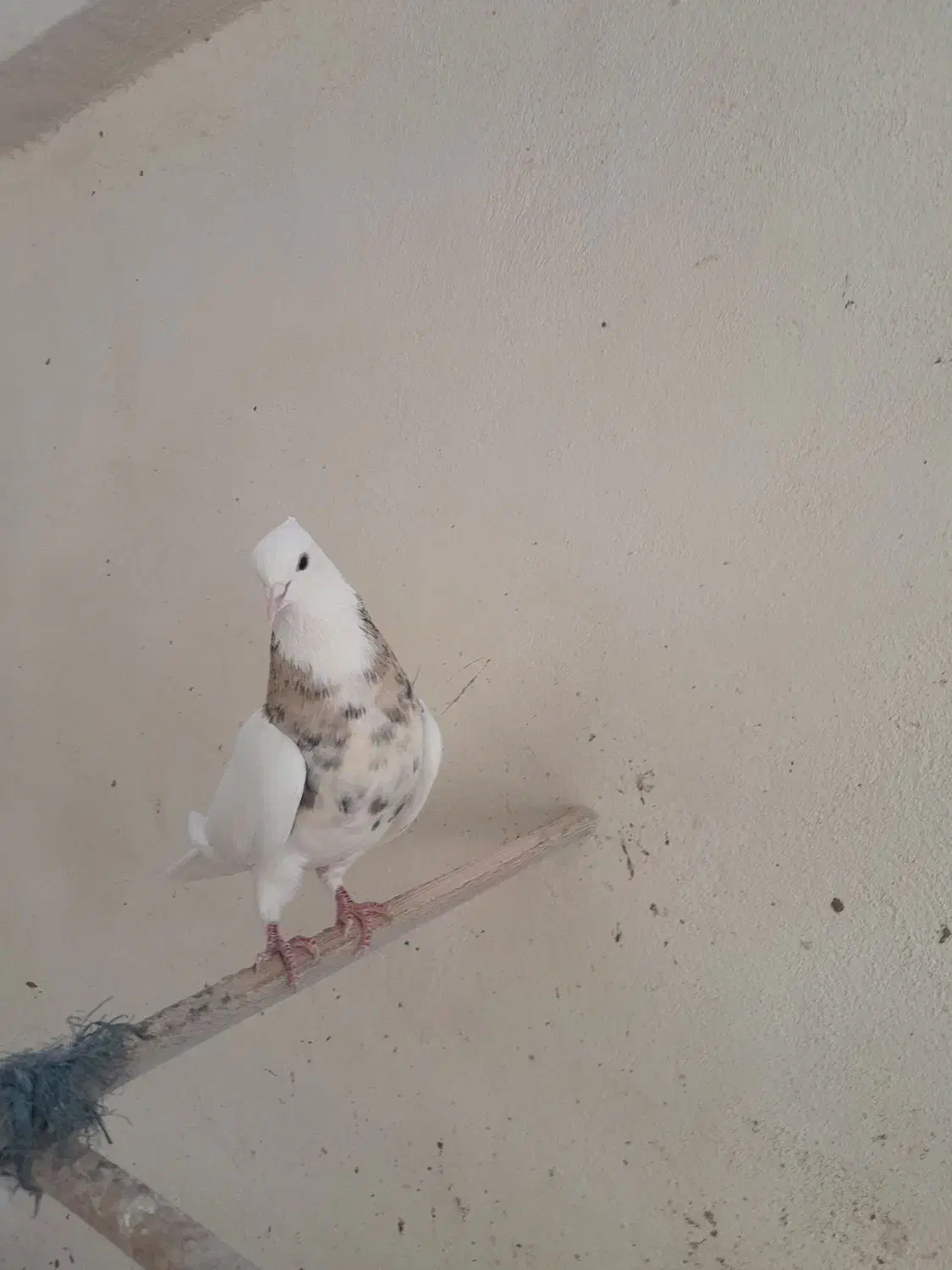 کبوتر طوقی|پرنده|خرمدره, |دیوار