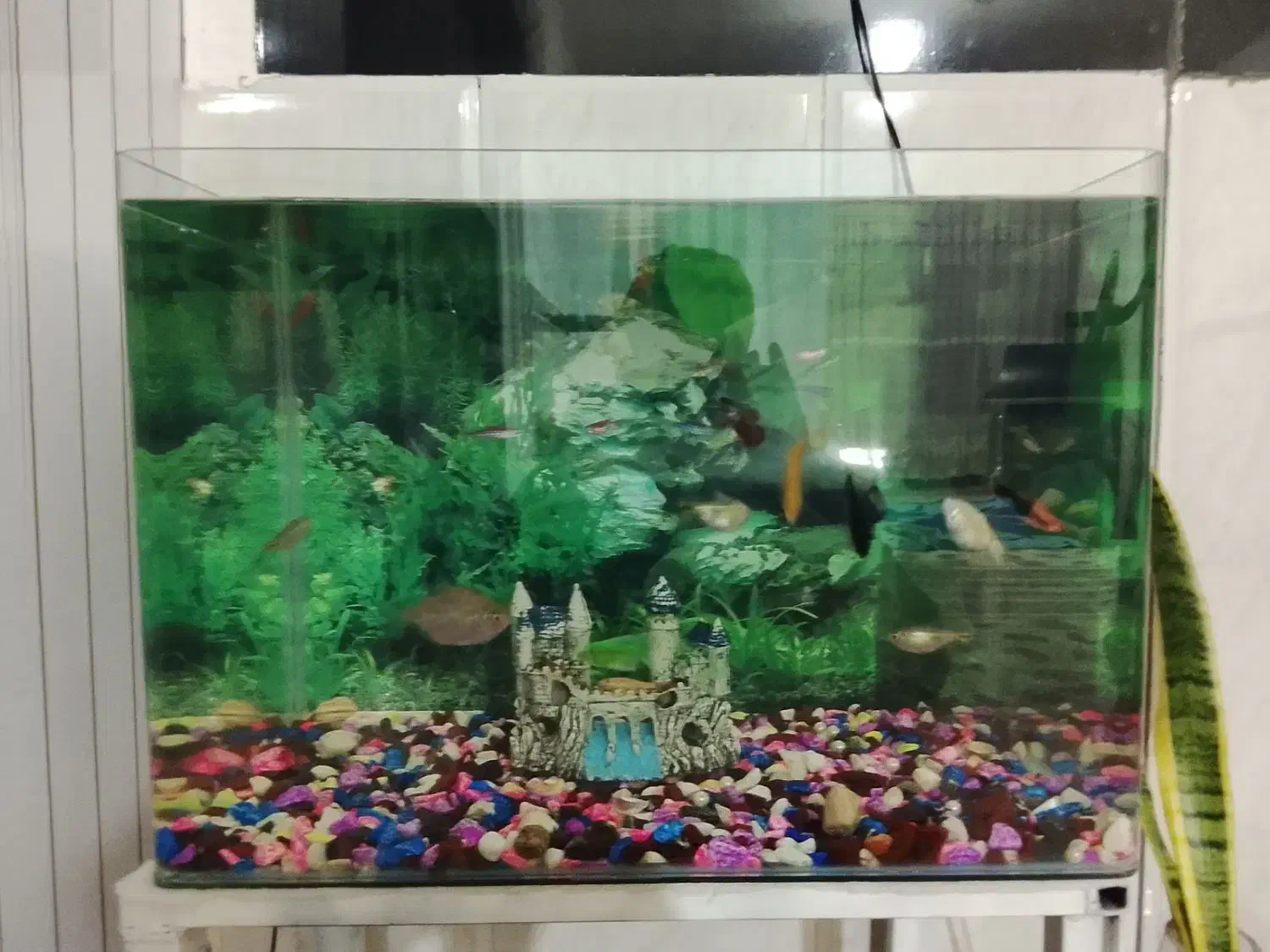 آکواریوم و ماهی|ماهی|مریوان, |دیوار