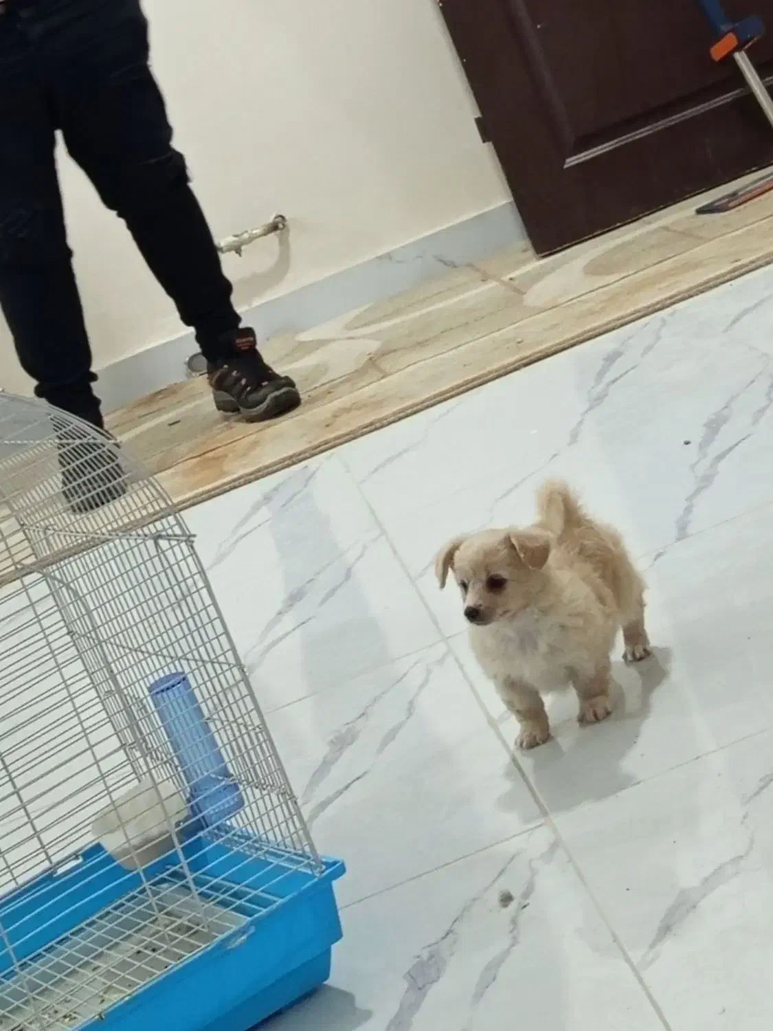 سگ پامرین|سگ|جلفا, |دیوار