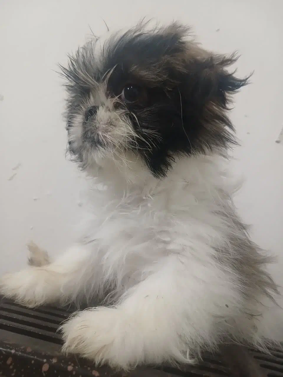 سگ پاکوتاه سایز کوچک|سگ|کاشان, امیرکبیر|دیوار