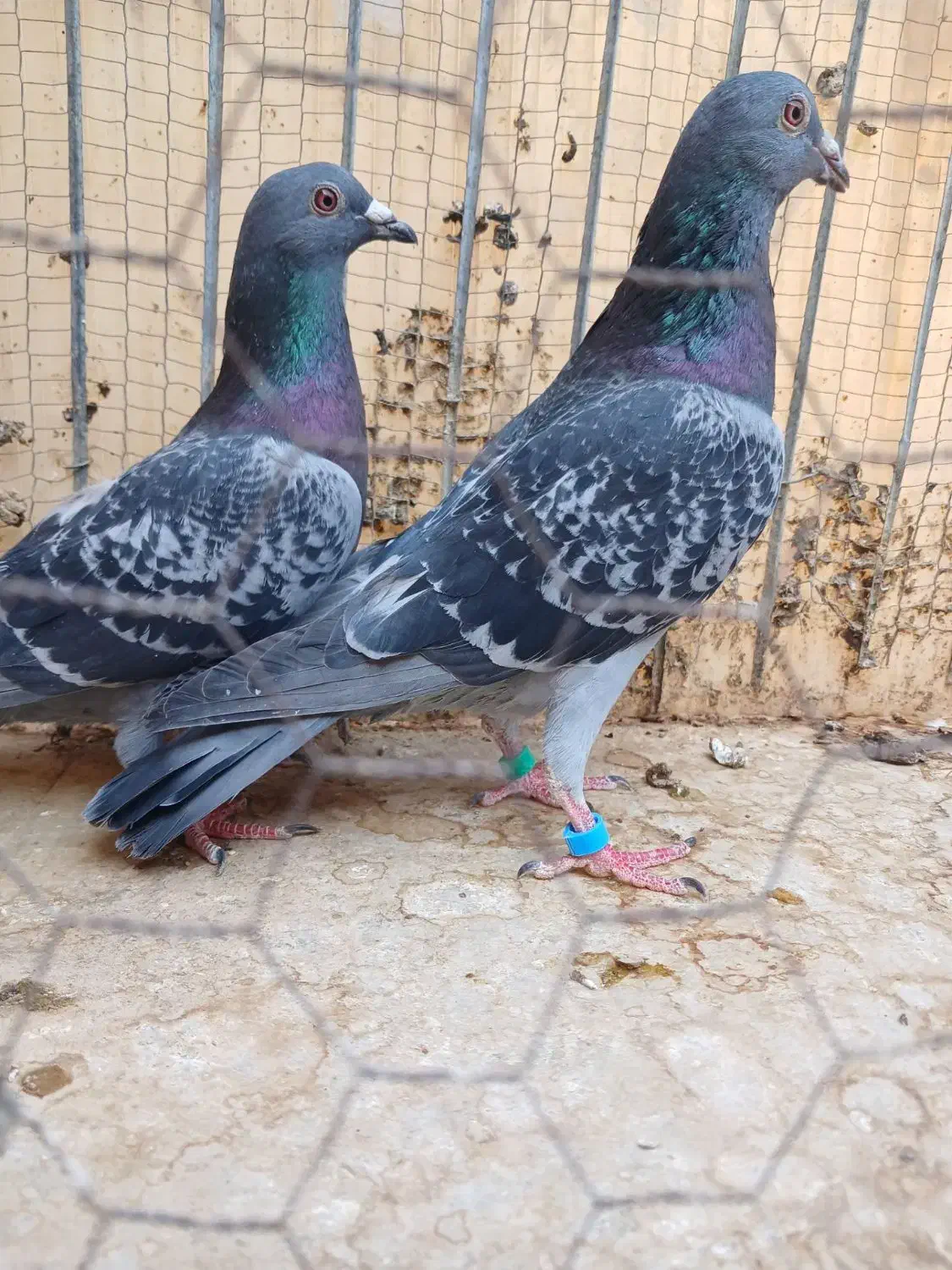 نرو ماده مسافتی|پرنده|بیرجند, |دیوار