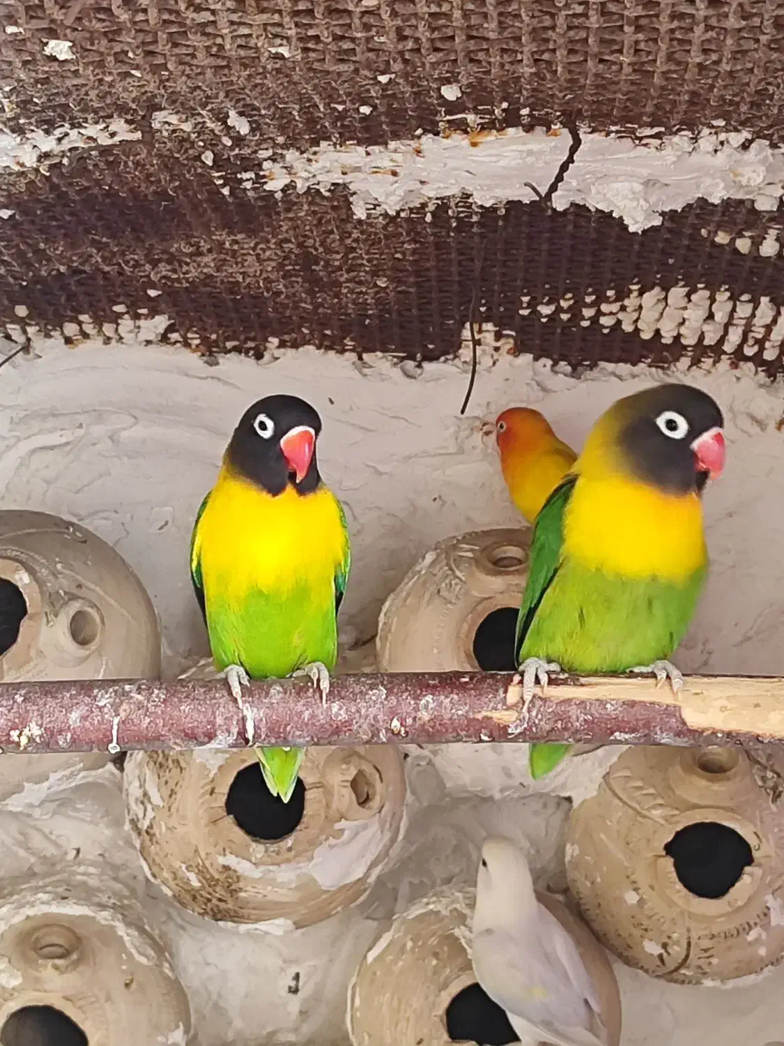 جفت کوتوله یقه زرد|پرنده|گله دار, |دیوار