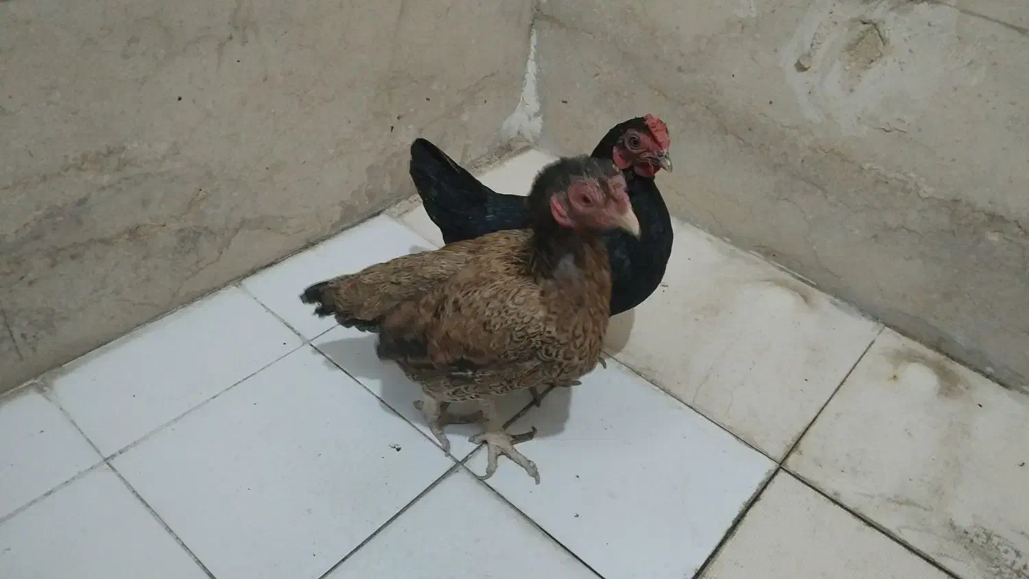 جفت مرغ کوشامو|حیوانات مزرعه|رباط‌کریم, شهرک صنعتی پاسارگاد|دیوار