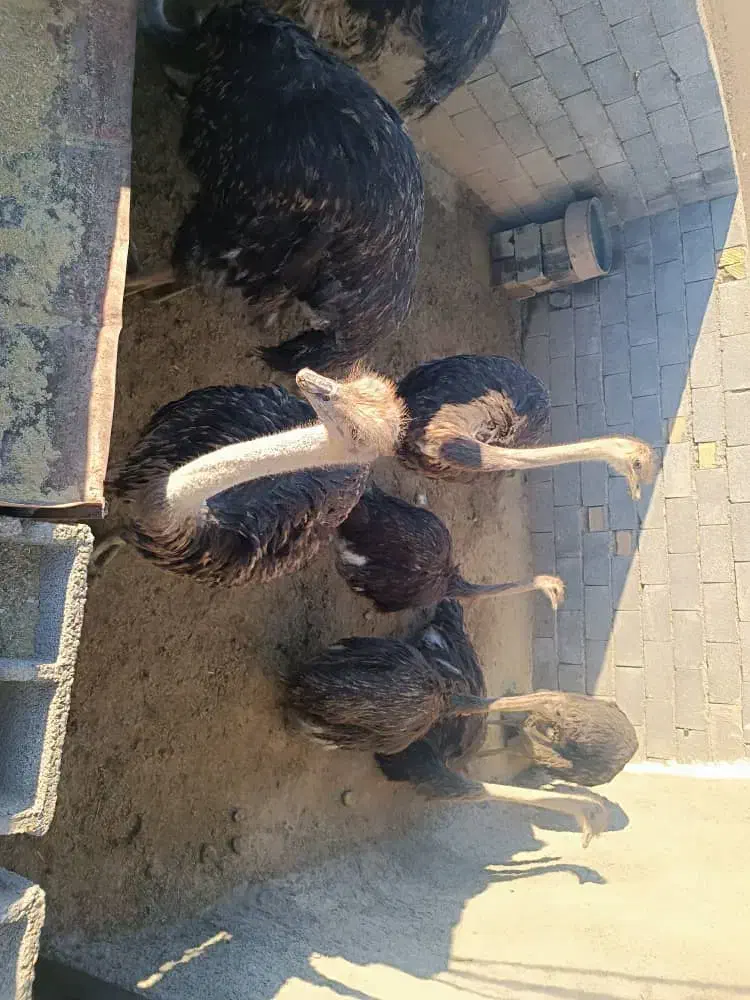 فروش شترمرغ پروار|حیوانات مزرعه|الیگودرز, |دیوار