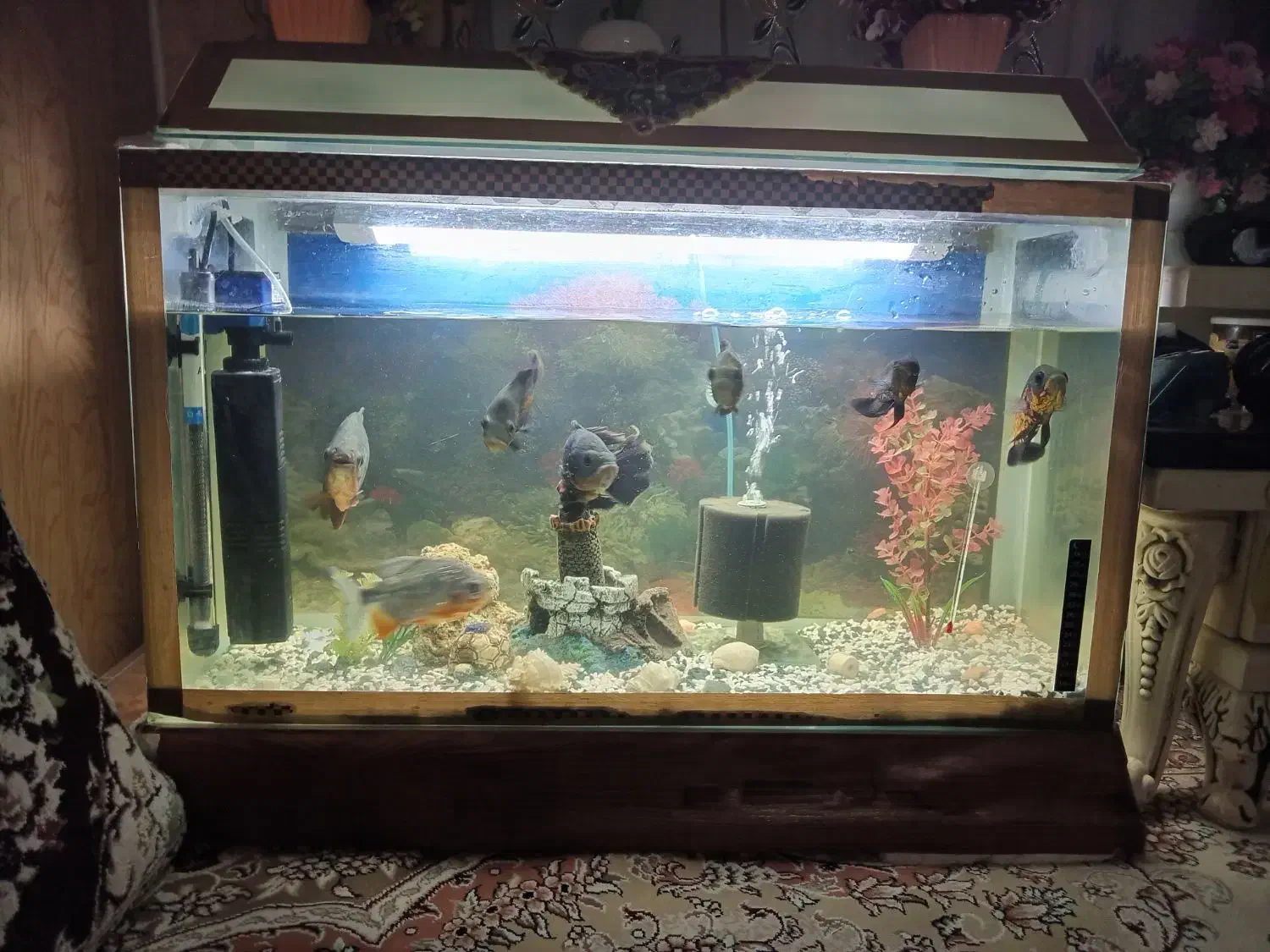 آکوریم با تمام وسایل|ماهی|زابل, |دیوار