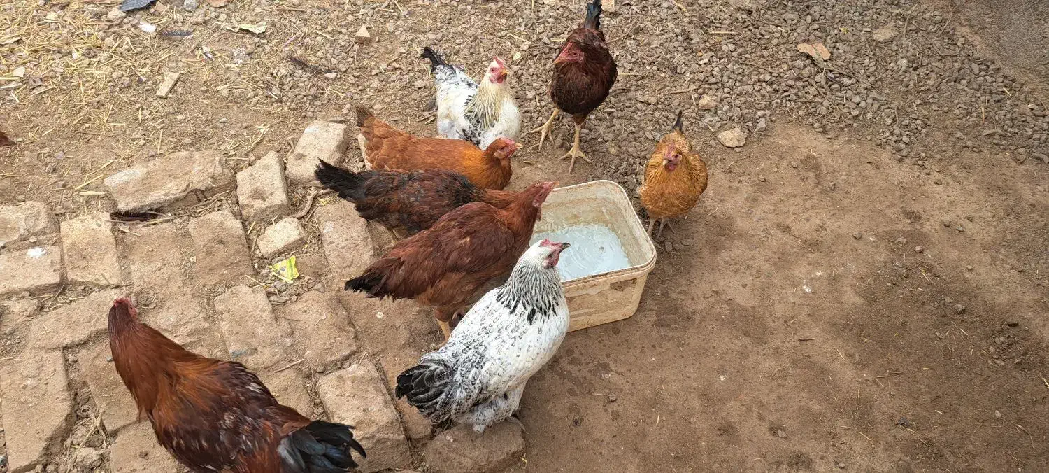 مرغ وخروس|حیوانات مزرعه|بشاریات, |دیوار