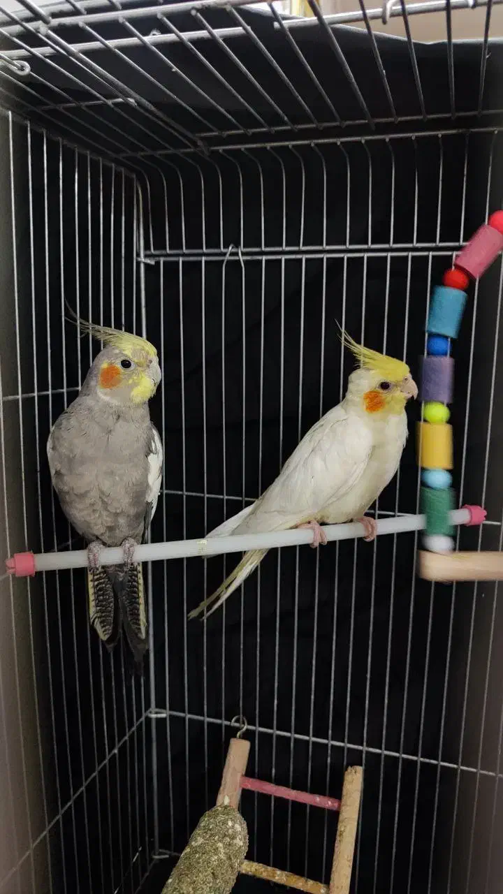 عروس هلندی|پرنده|یزد, |دیوار