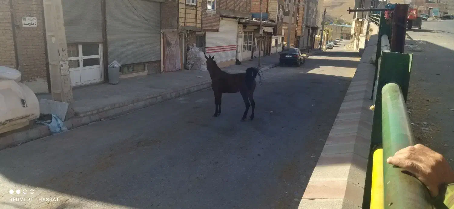 اسب و کره اسب|اسب و تجهیزات اسب‌سواری|باسمنج, |دیوار