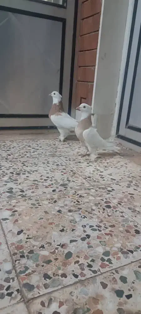 ی جفت طوقی زرد سرحال|پرنده|خانمیرزا, |دیوار