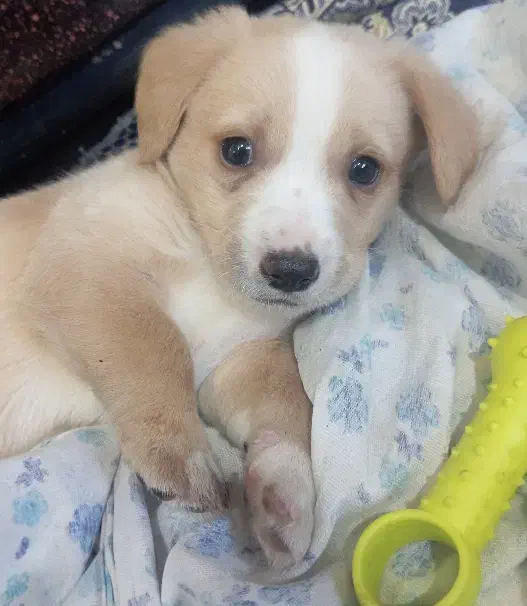 میکس پامر شیتزو|سگ|شاهرود, |دیوار