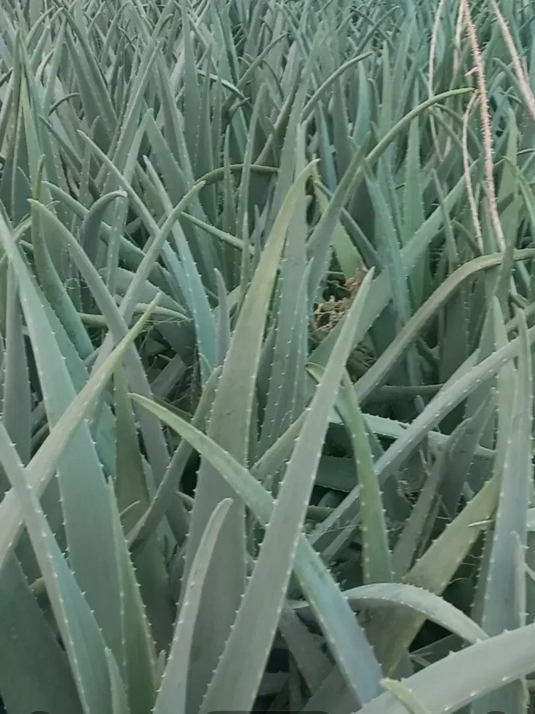 آلوئه ورا|حراج|مبارکه, |دیوار