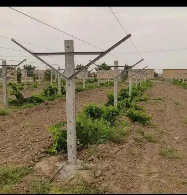 تولیدانواع پایه‌بتنی ‌پایه تاق انگوروسقف پیش ساخته|خدمات باغبانی و درختکاری|گناباد, |دیوار