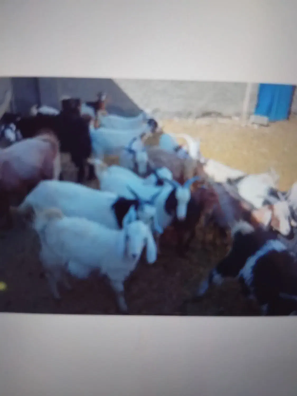 فروش ۲۰راس بزغاله نروماده ،جفتی ۴۵کیلو|حیوانات مزرعه|فرمهین, |دیوار