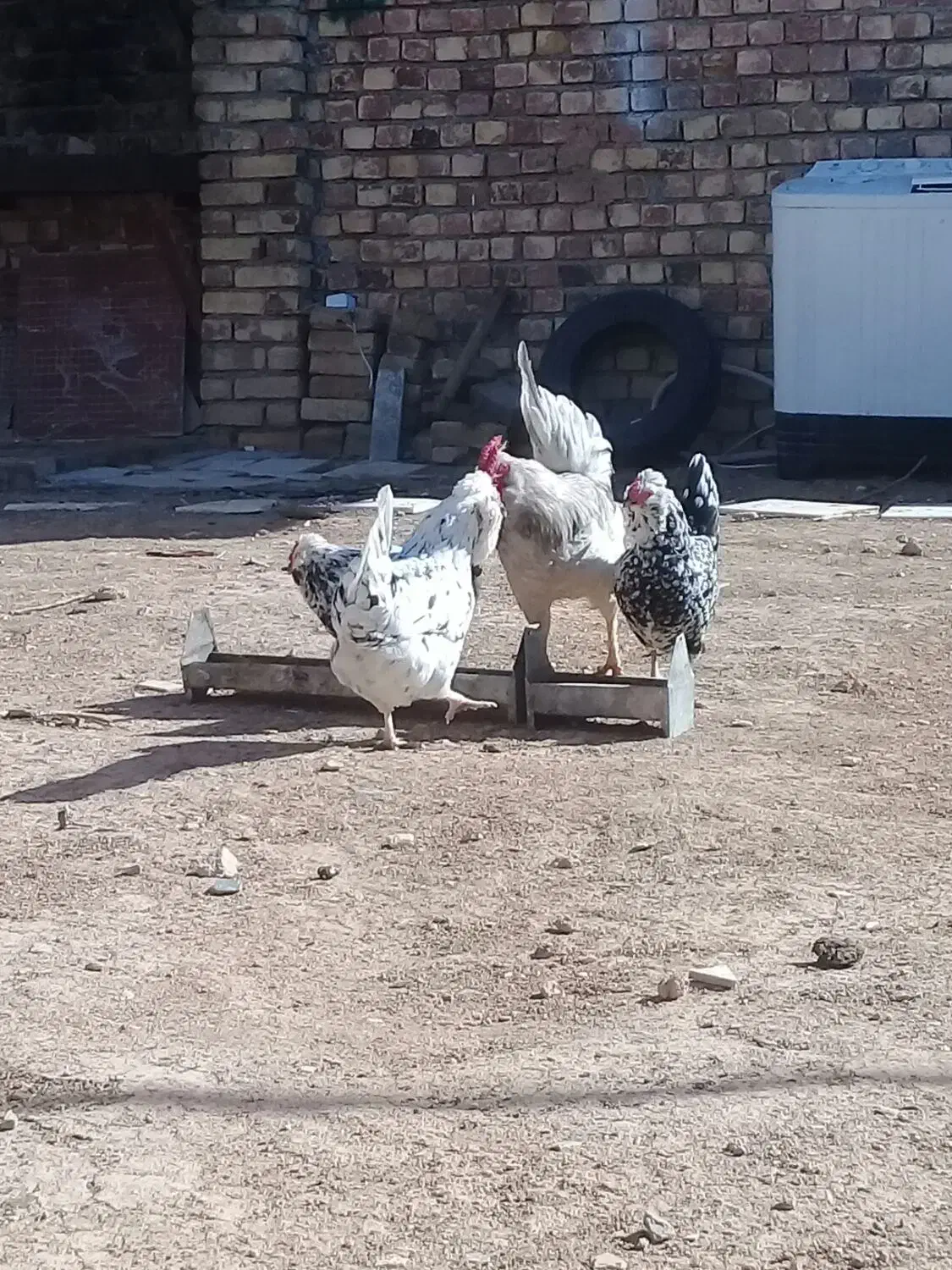 تخم مرغ گلین|حیوانات مزرعه|معصومیه, |دیوار