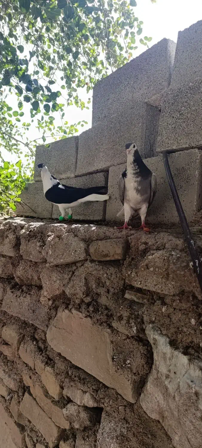 رنگی|پرنده|مسجد سلیمان, |دیوار