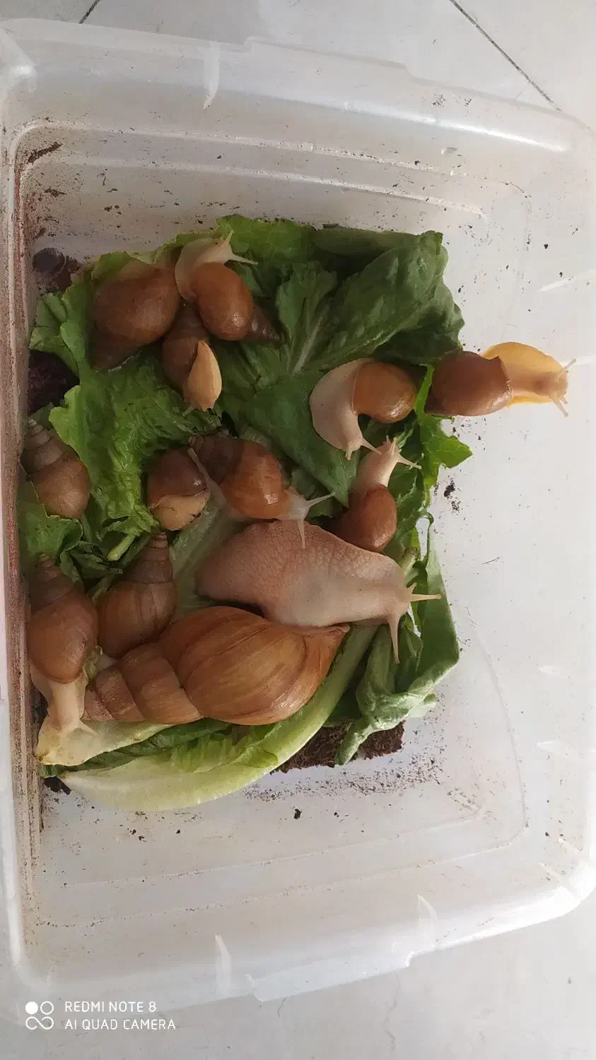 حلزون|خزنده|اراک, |دیوار