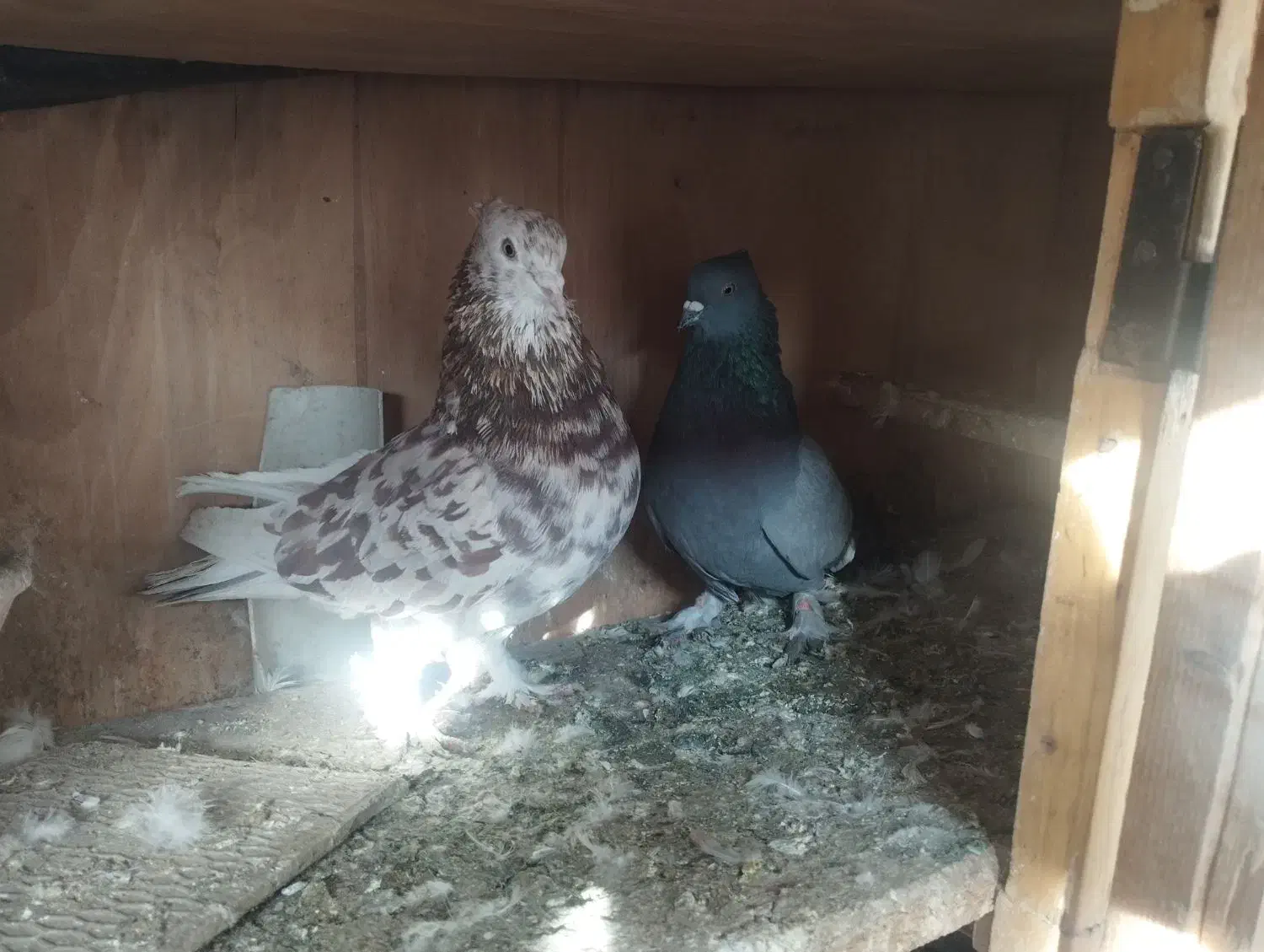 کفتر|حیوانات مزرعه|کرج, شهرک رضوانیه|دیوار