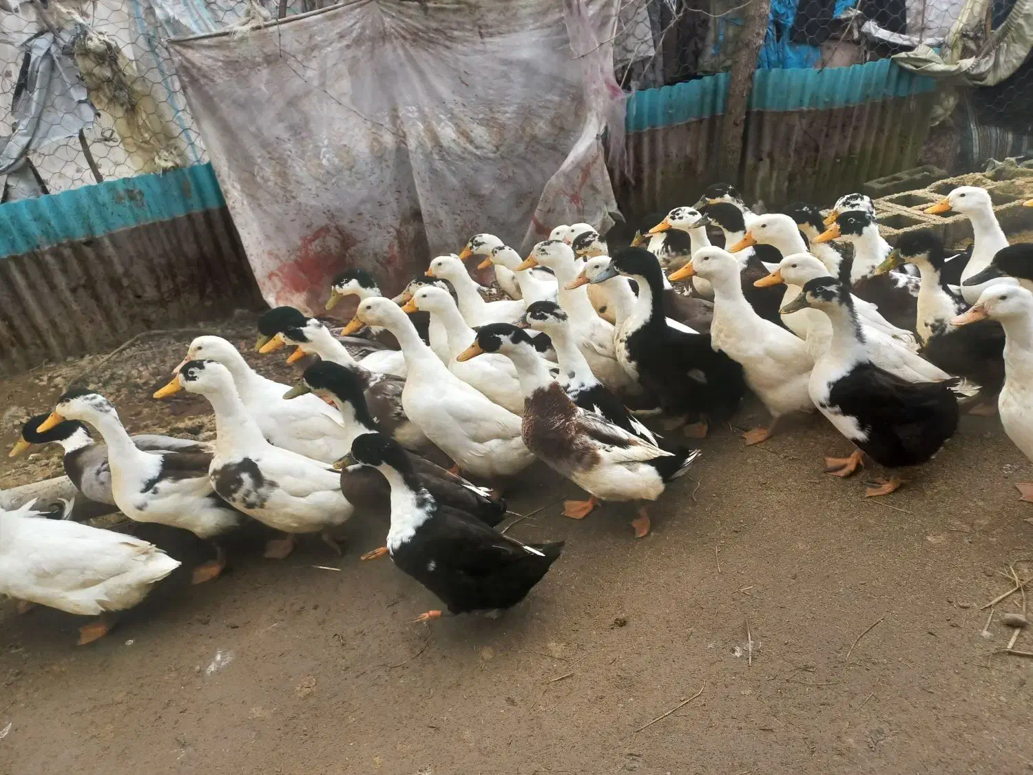 اردک گوشتی|حیوانات مزرعه|رشت, لاکان|دیوار