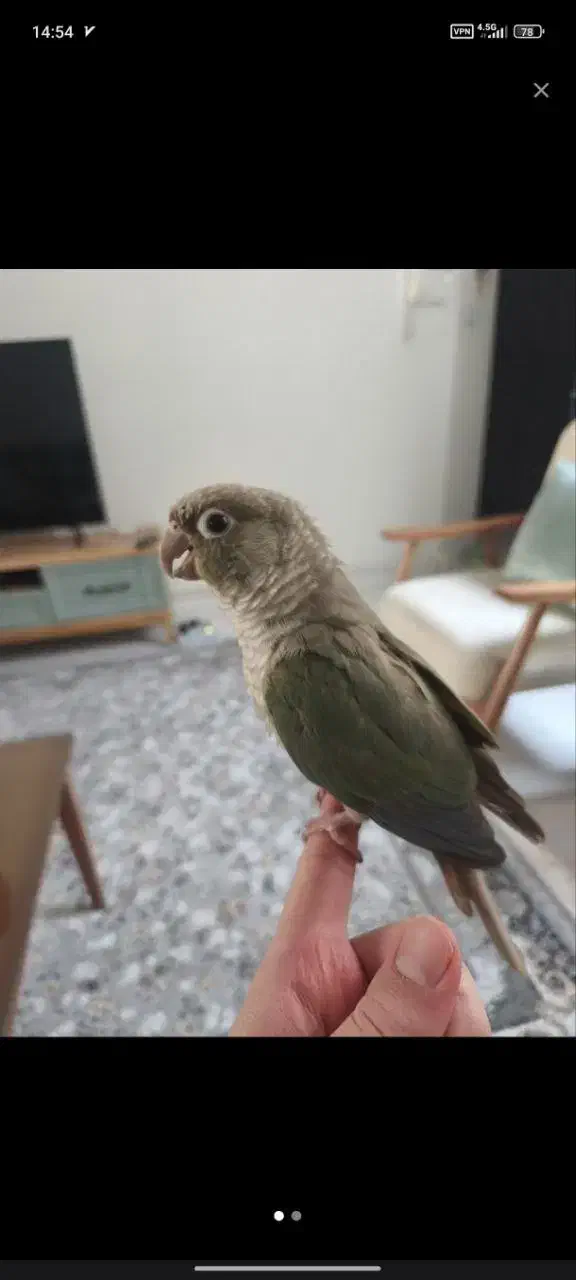 یک جفت طوطی گرینچیک|پرنده|فردیس, فردیس|دیوار