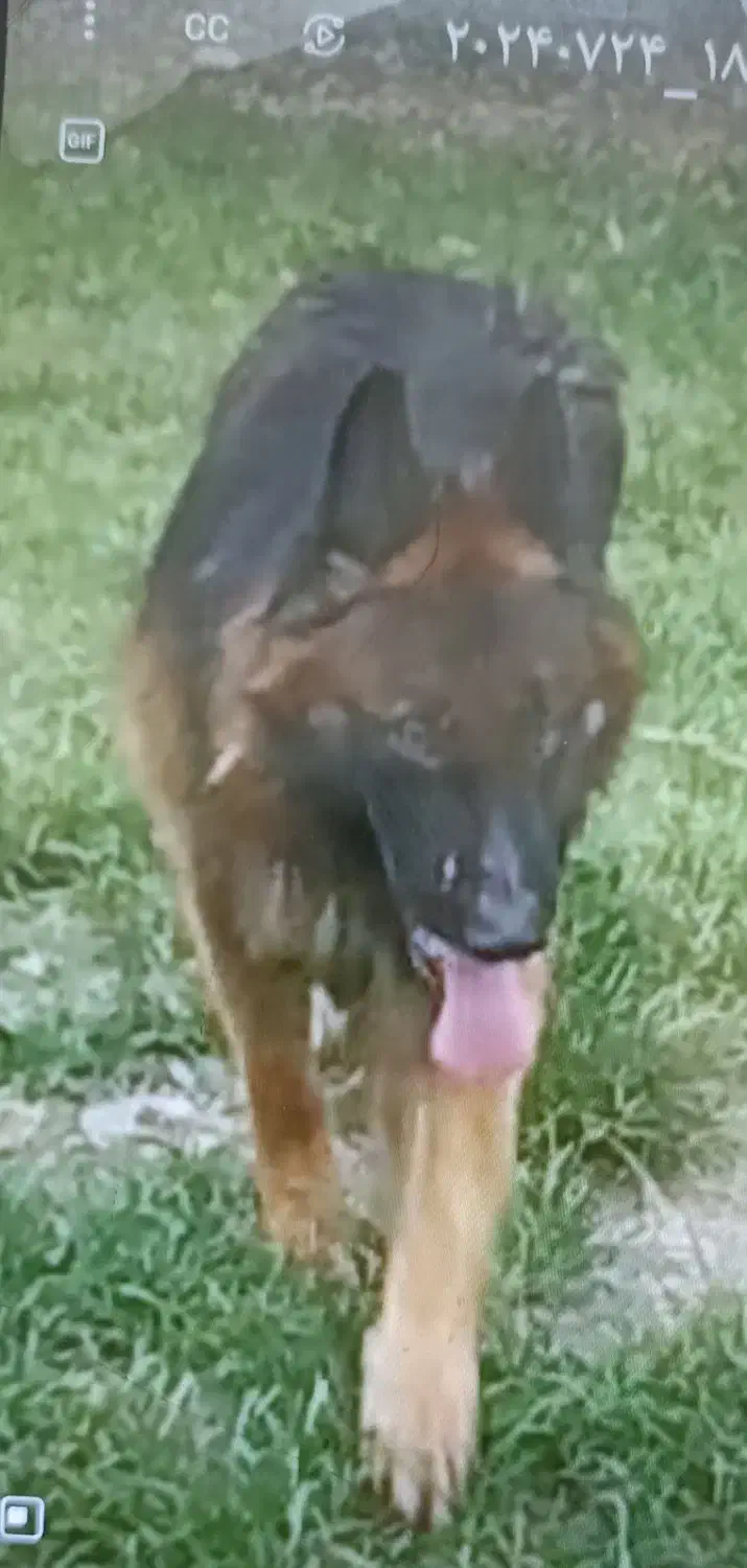 گم شده|حیوانات|سنگر, |دیوار