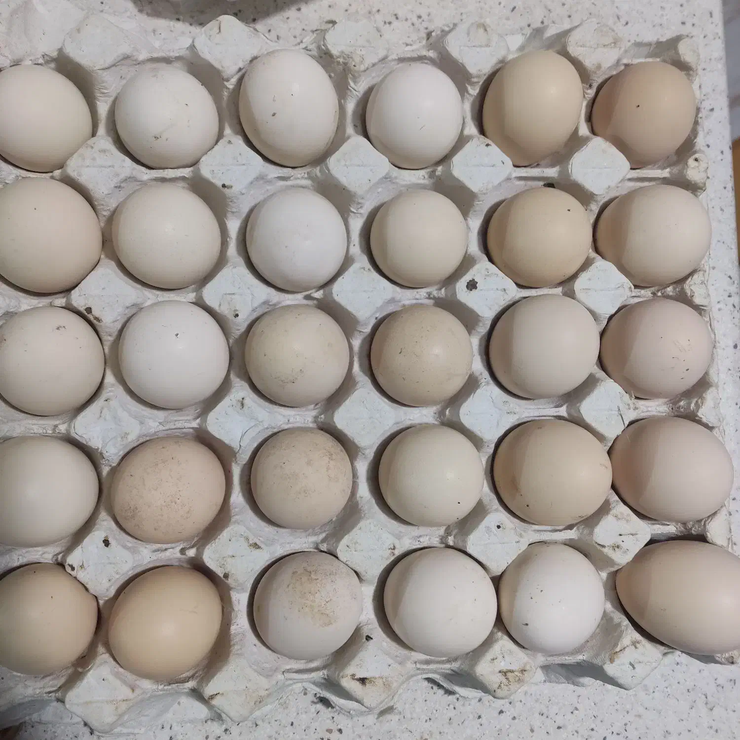 تخم مرغ لاری افغان به شرط نطفه قوی|حیوانات مزرعه|بندرعباس, |دیوار