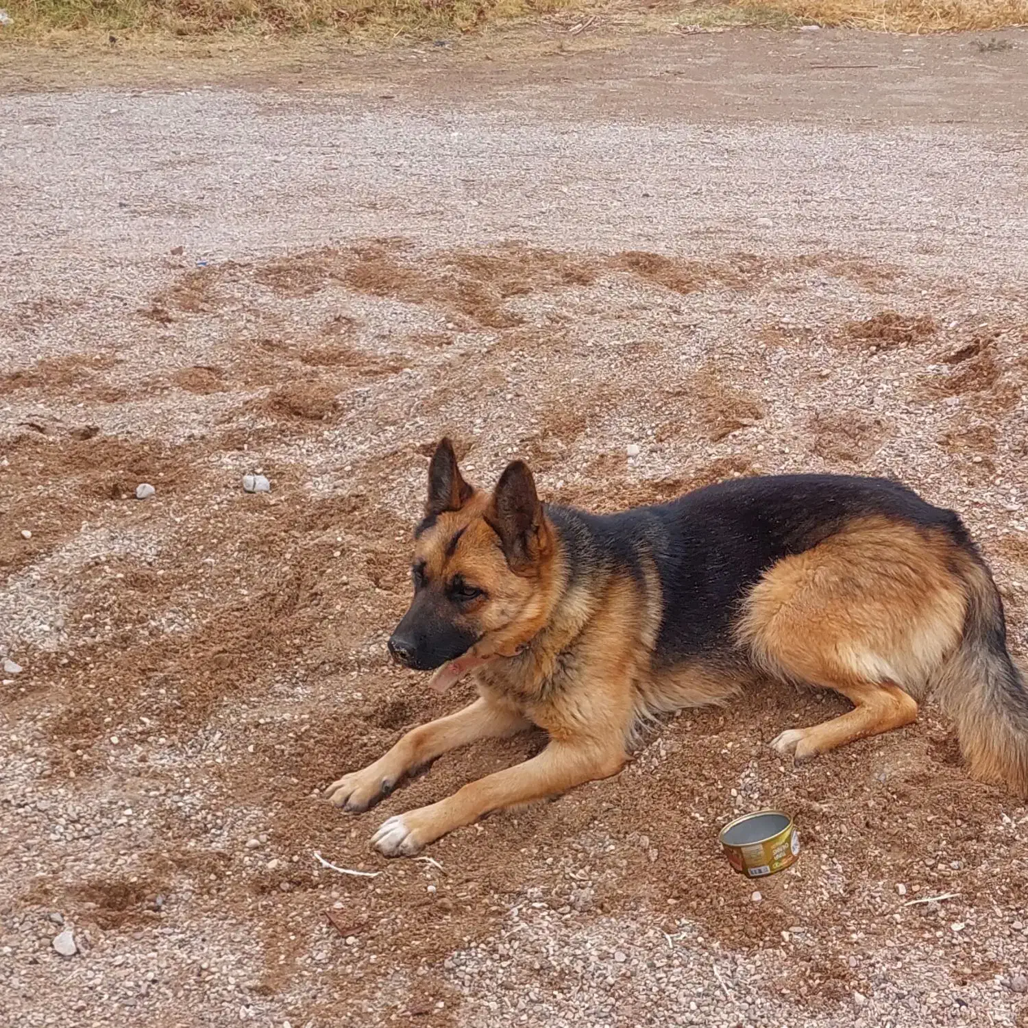 سگ ژرمن اصل|سگ|نی‌ریز, |دیوار