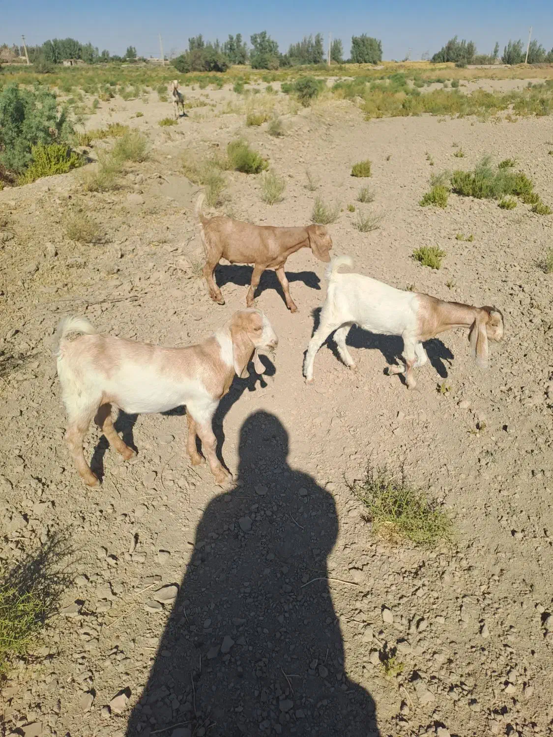 بزغاله فروشی|حیوانات مزرعه|هیرمند, |دیوار