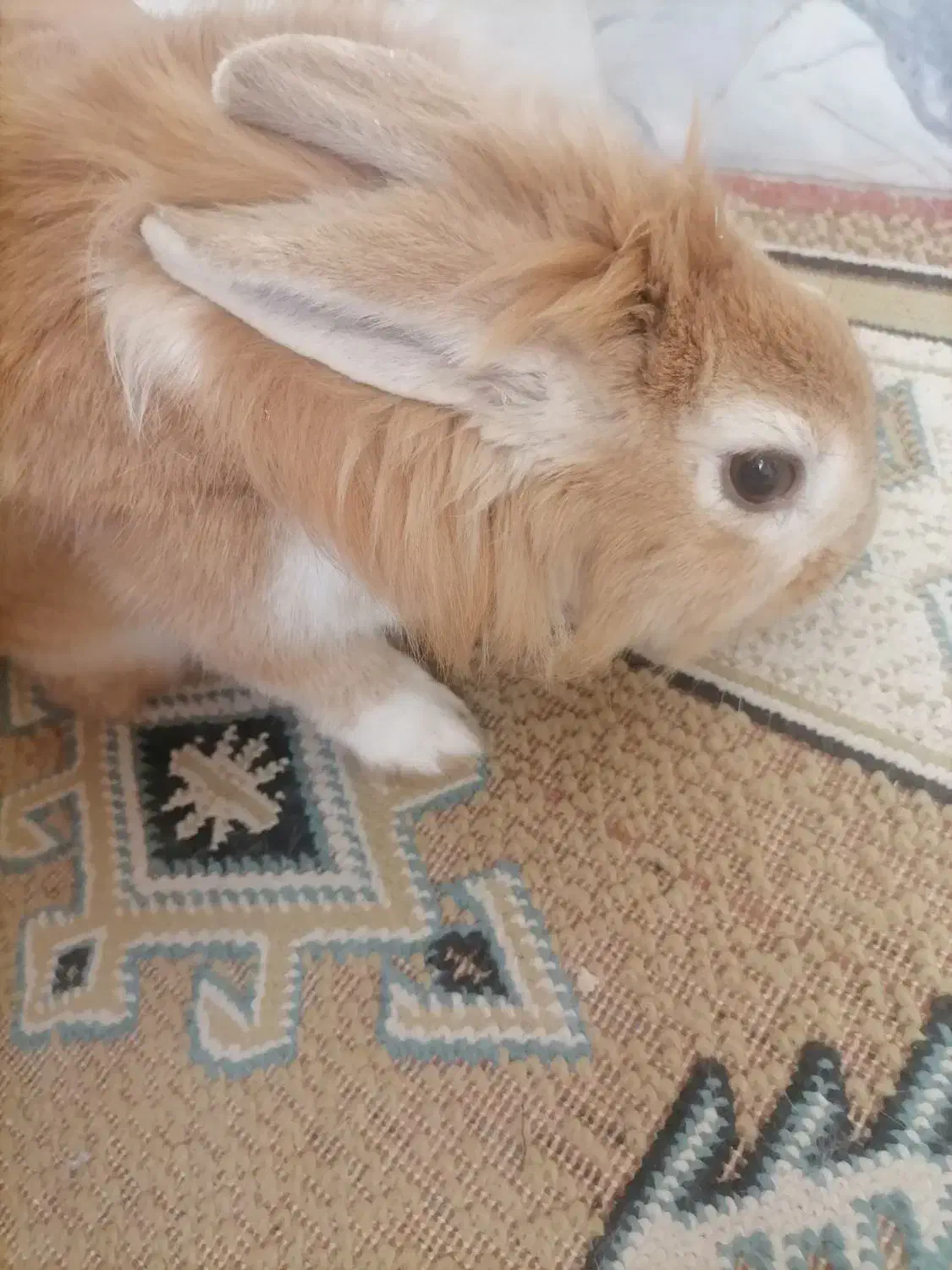 خرگوش|موش و خرگوش|نجفآباد, امیرکبیر|دیوار