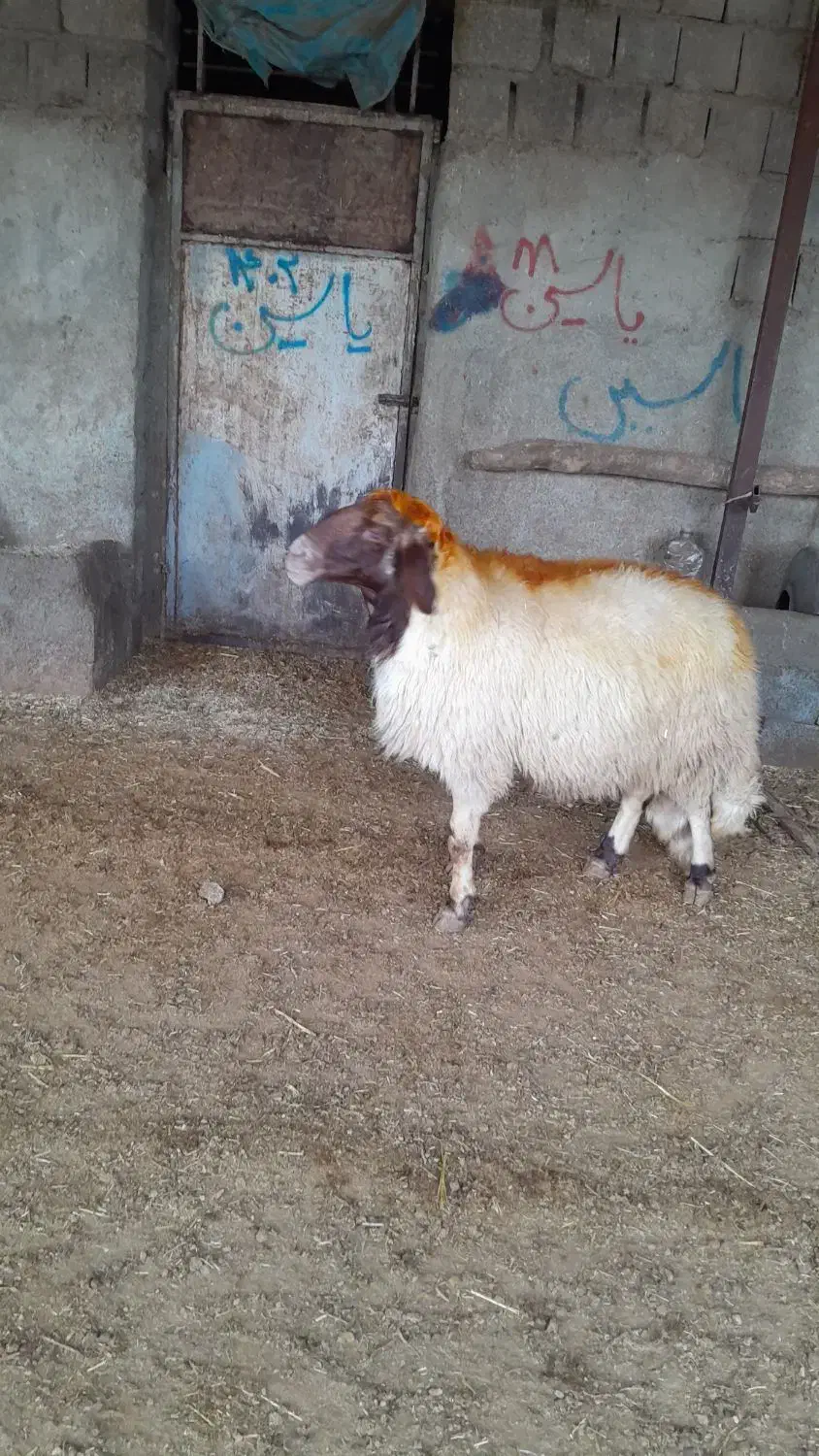 ورن داشتی|حیوانات مزرعه|کامیاران, |دیوار