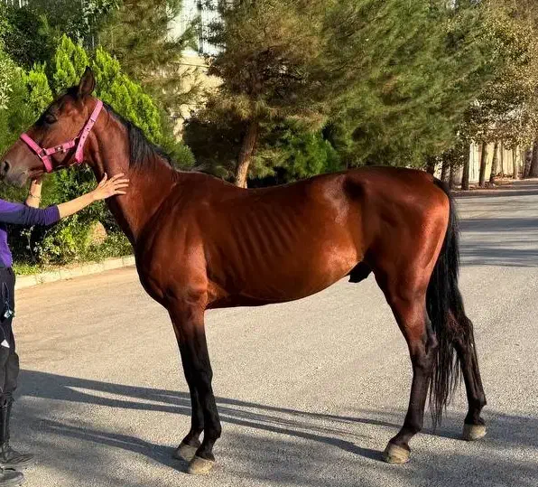 فروش و اجاره اسب ساعتی،روزانه جهت عکاسی،سوارکاری|اسب و تجهیزات اسبسواری|شاندیز, |دیوار