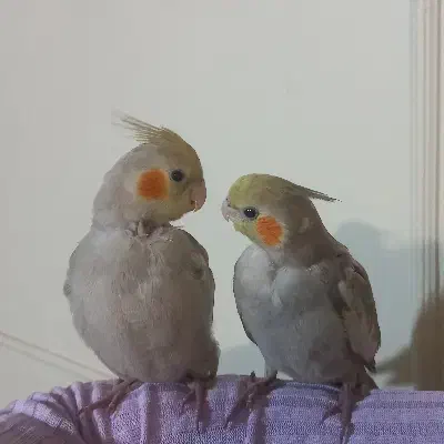 دوتا عروس هلندی|پرنده|تهران, سنگلج (شاپور)|دیوار