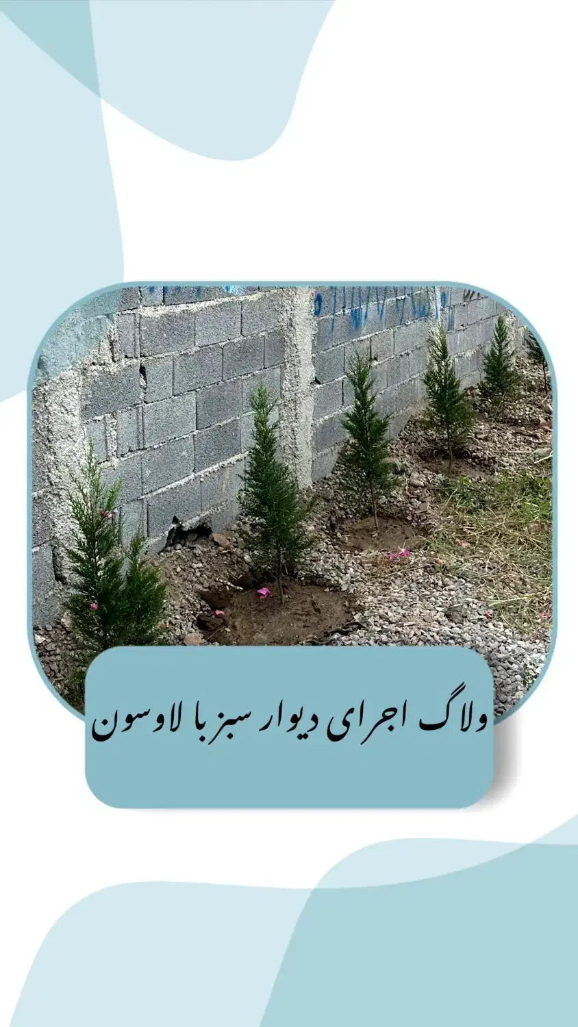 گل کاج لاوسون|گل و گیاه طبیعی|چمستان, |دیوار