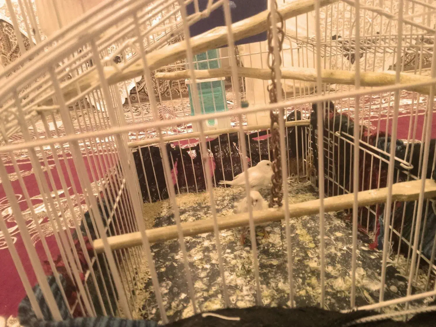 فنج|پرنده|سرپل ذهاب, |دیوار