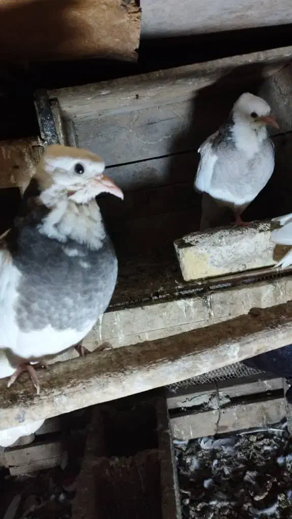 دو جفت طوقی|پرنده|خرمشهر, |دیوار