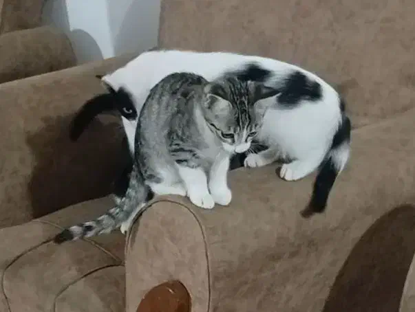 گربه خشکل خونگی ....سالم و بازیگوش و دوست داشتنی|گربه|تالش, هشتپر|دیوار