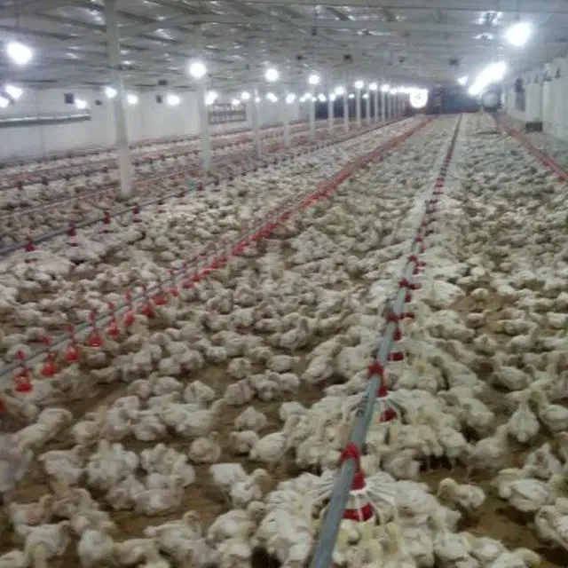 مرغداری ۲۳هزاری|فروش دفتر صنعتی، کشاورزی، تجاری|ششتمد, |دیوار