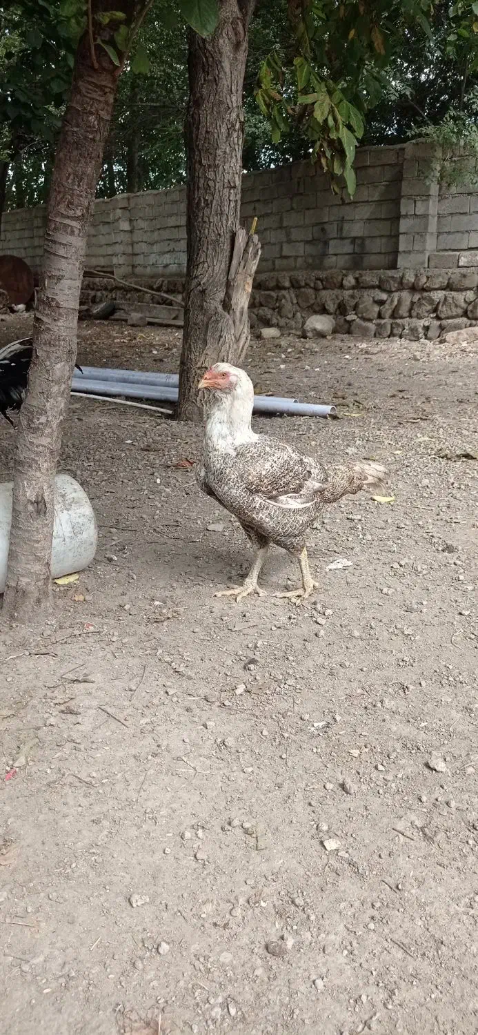 تخم لاری اصیل|حیوانات مزرعه|اردبیل, |دیوار