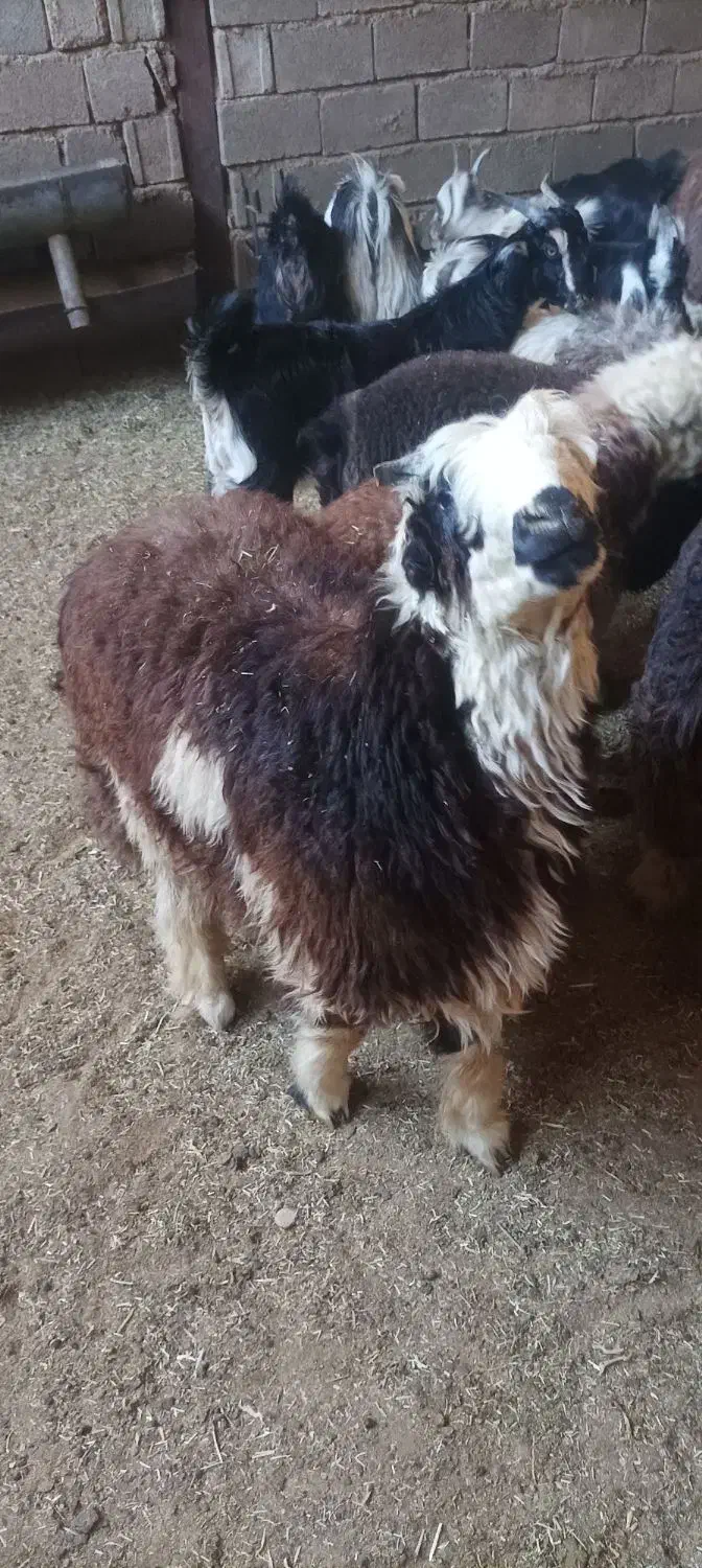 بره کهره چاق قصابی به شرط بالا زنی|حیوانات مزرعه|همایجان, |دیوار