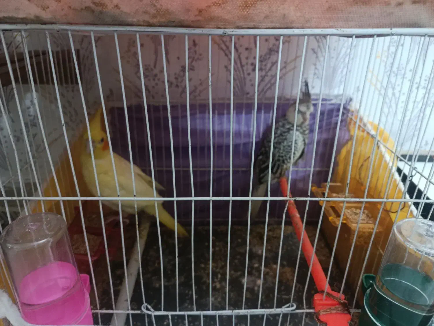 عروس هلندی|پرنده|مشهد, کشف|دیوار