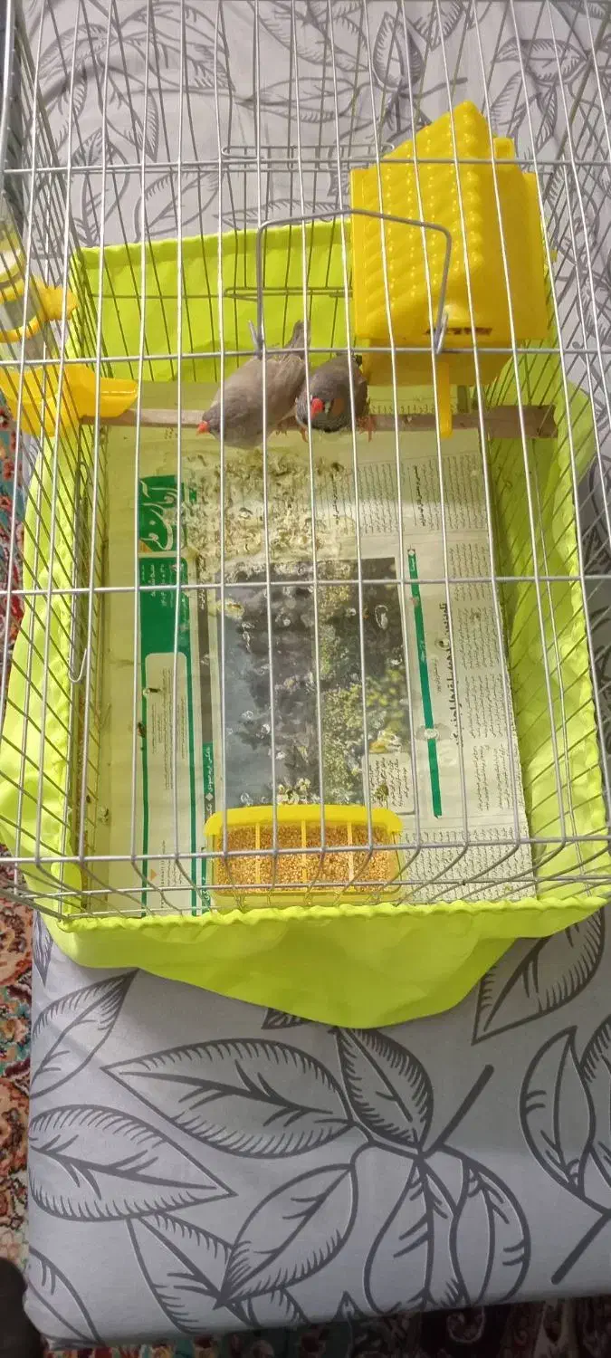 فنچ نرو ماده|پرنده|تهران, امام زاده عبدالله|دیوار