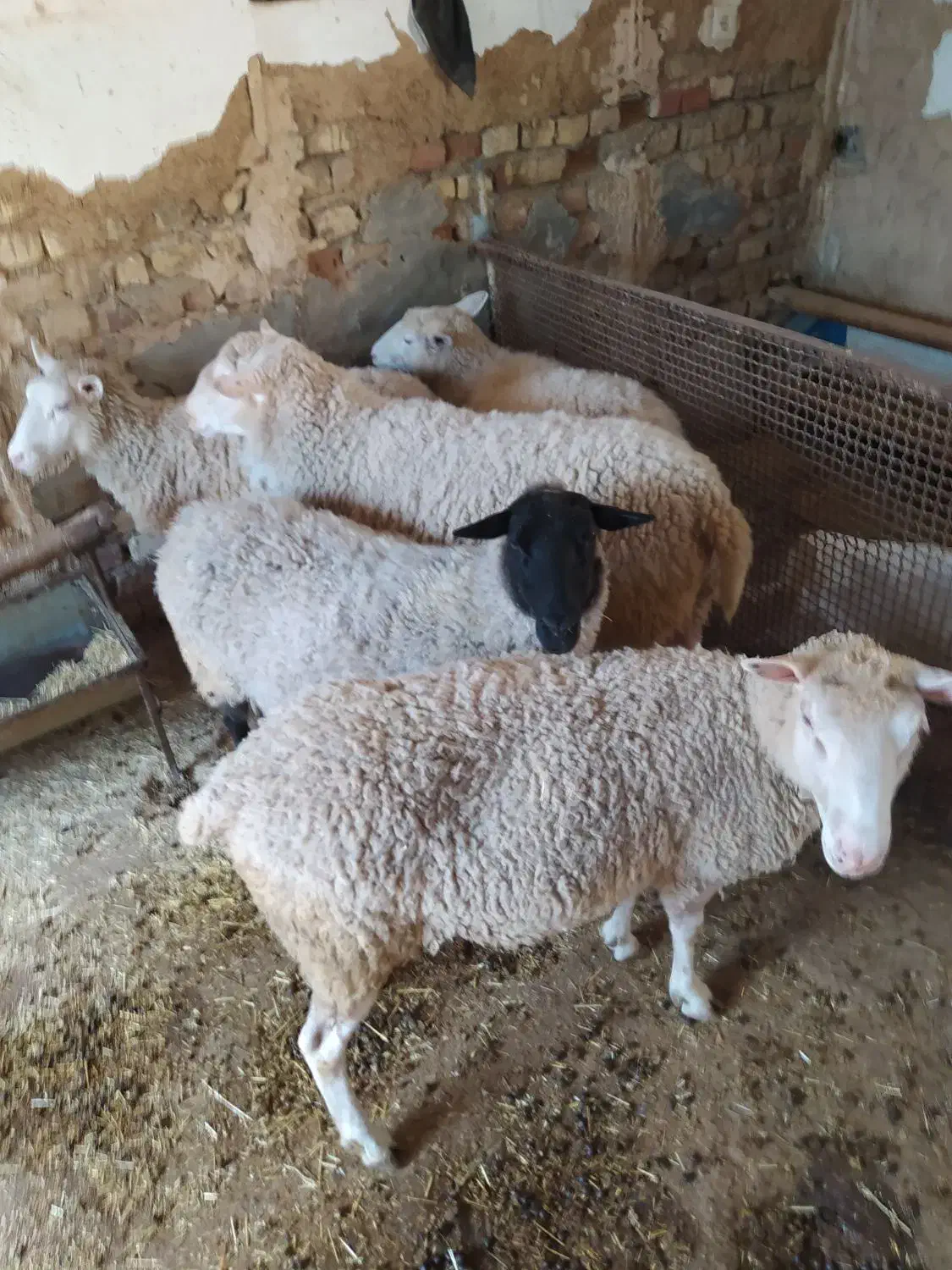 میش رمانف و رومن و ایلدوفرنس|حیوانات مزرعه|زالیان, |دیوار