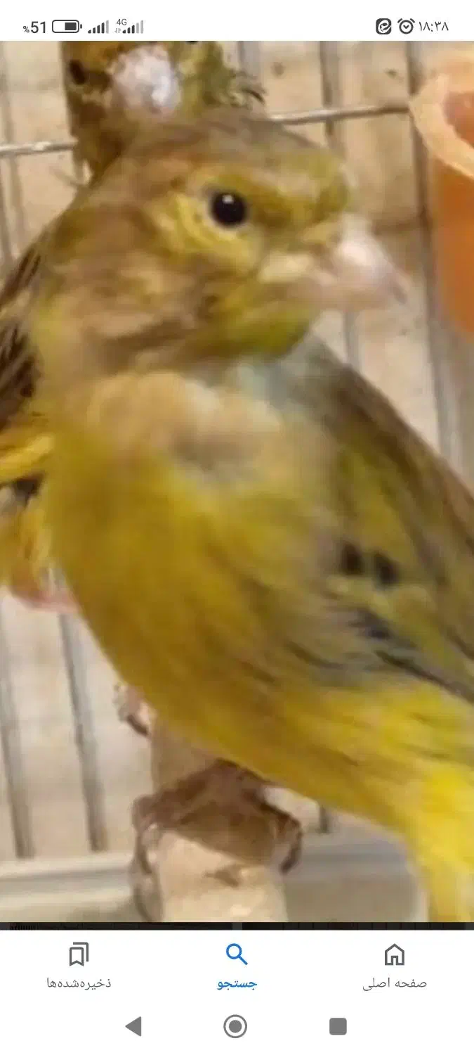 قناری|پرنده|بروجرد, |دیوار