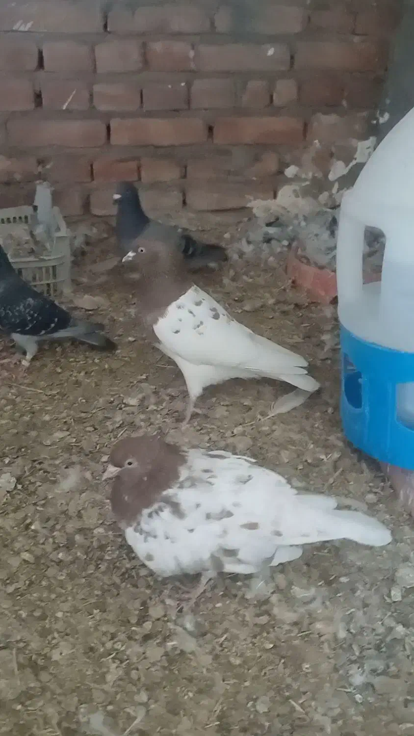 کبوتر|پرنده|ایلخچی, |دیوار