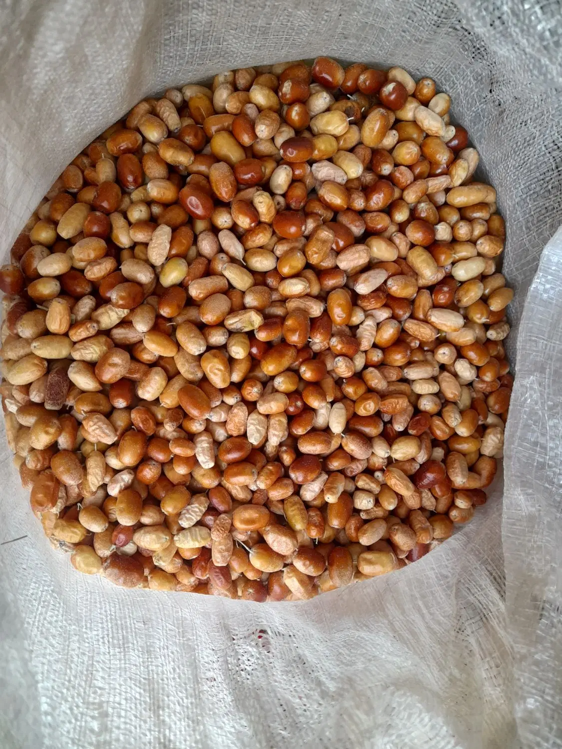 سنجد|خوردنی و آشامیدنی|مرند, |دیوار