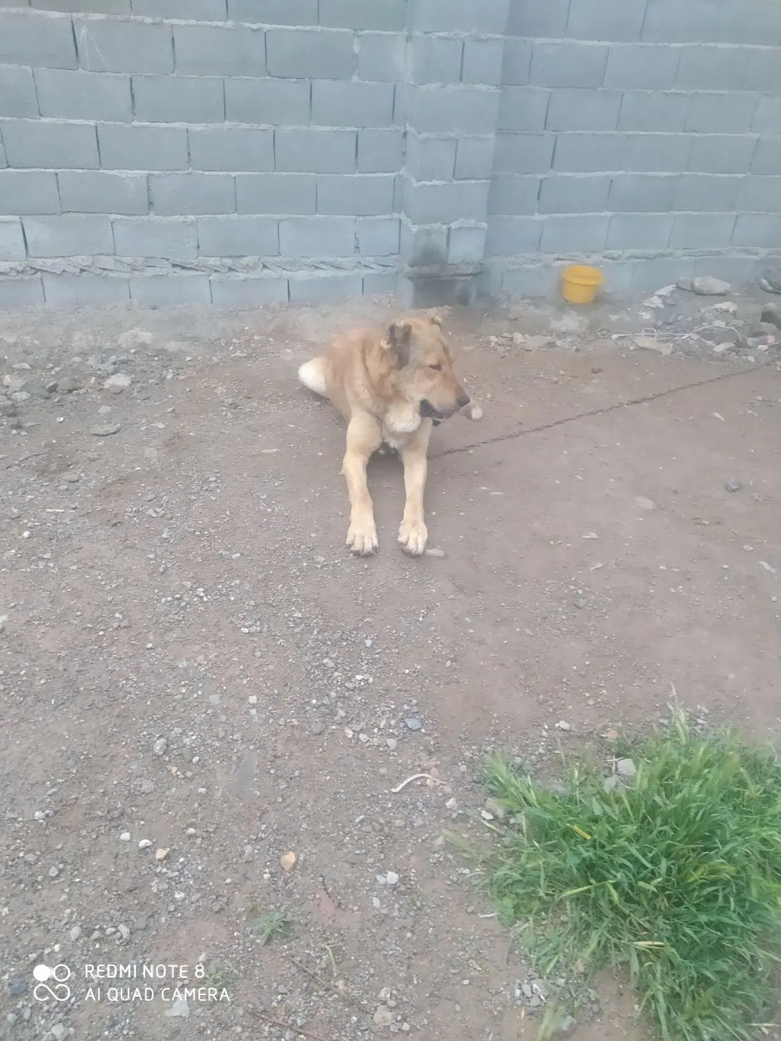 سگ ۱.۵|سگ|اهر, |دیوار