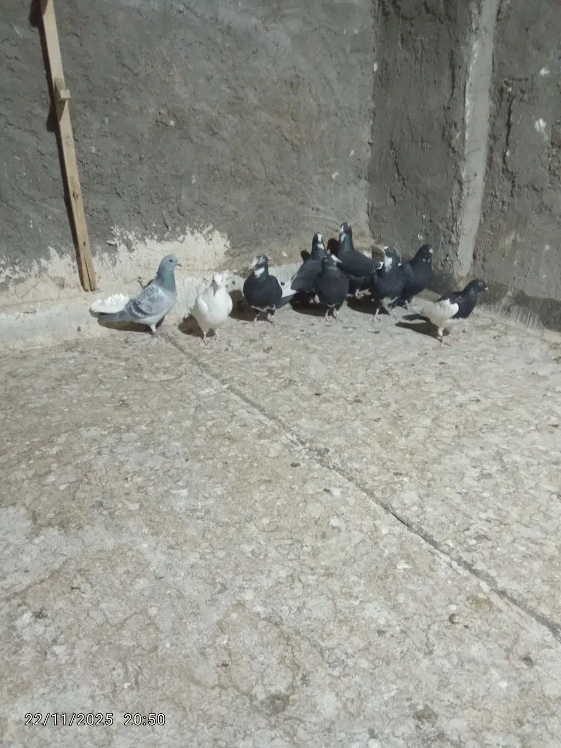 کفتر|پرنده|زرند, |دیوار