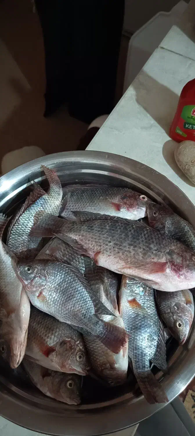 سلیه|ماهیگیری|کارون, |دیوار