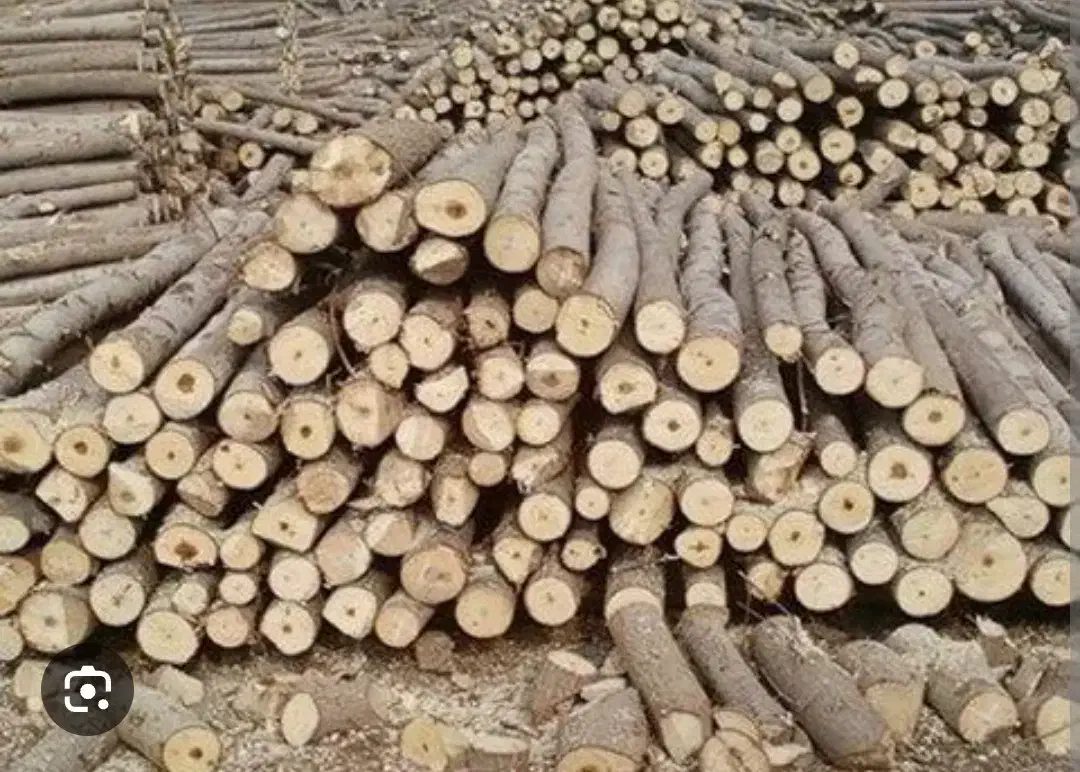 خرید انواع چوب گردو صنوبر بید وغیره ...|خدمات باغبانی و درختکاری|زاینده رود, |دیوار