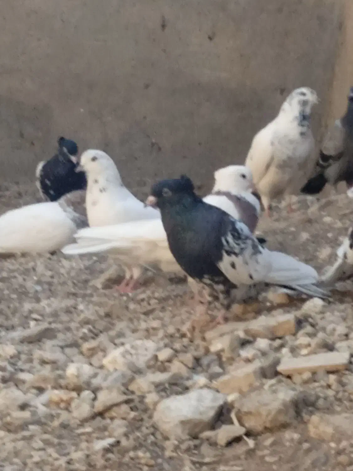 تعدادی زیادی کبوتر فروشی|پرنده|مسجد سلیمان, |دیوار